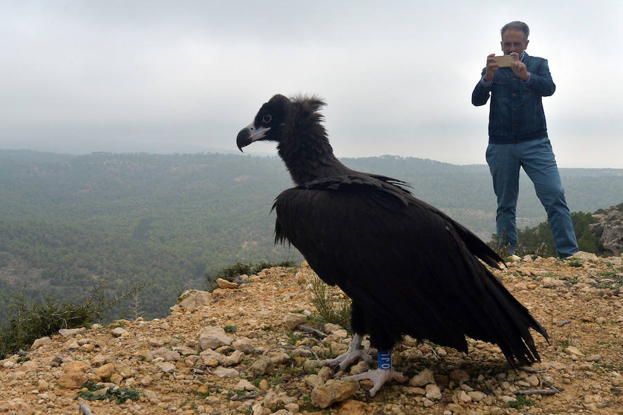El Centro de Recuperación de Fauna Silvestre libera un buitre negro, una especie poco común de la que solo se han documentado dos ingresos en la última década, y otro ejemplar de buitre leonado