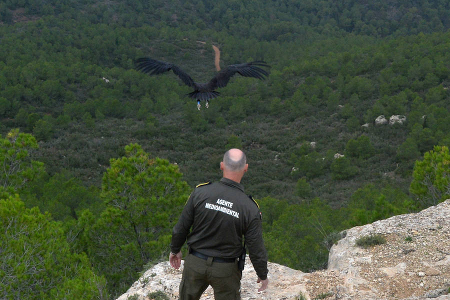 El Centro de Recuperación de Fauna Silvestre libera un buitre negro, una especie poco común de la que solo se han documentado dos ingresos en la última década, y otro ejemplar de buitre leonado