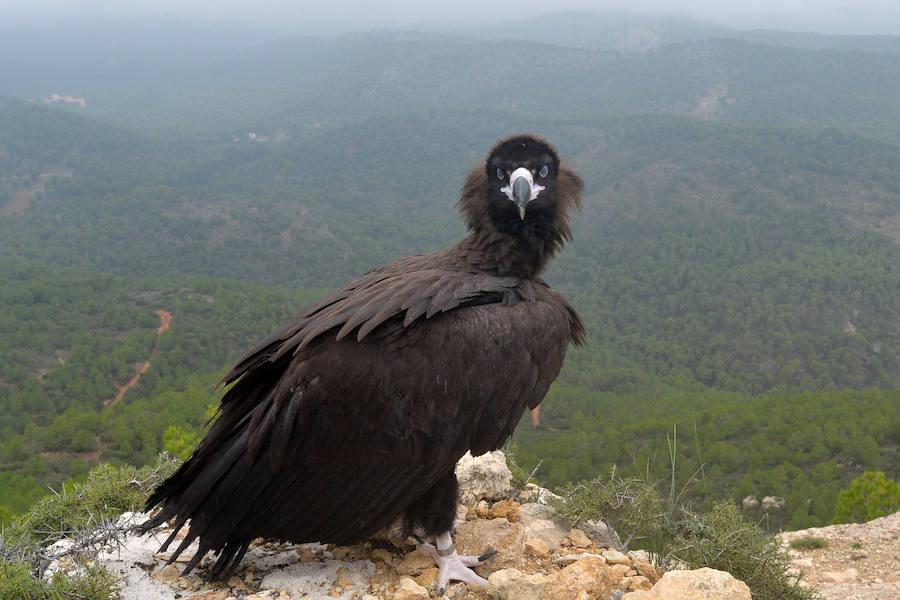 El Centro de Recuperación de Fauna Silvestre libera un buitre negro, una especie poco común de la que solo se han documentado dos ingresos en la última década, y otro ejemplar de buitre leonado
