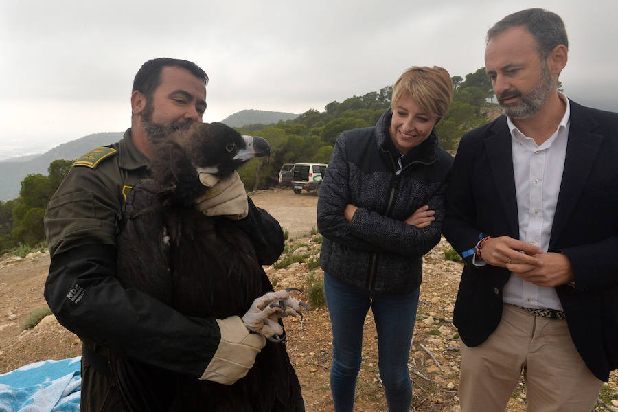 El Centro de Recuperación de Fauna Silvestre libera un buitre negro, una especie poco común de la que solo se han documentado dos ingresos en la última década, y otro ejemplar de buitre leonado