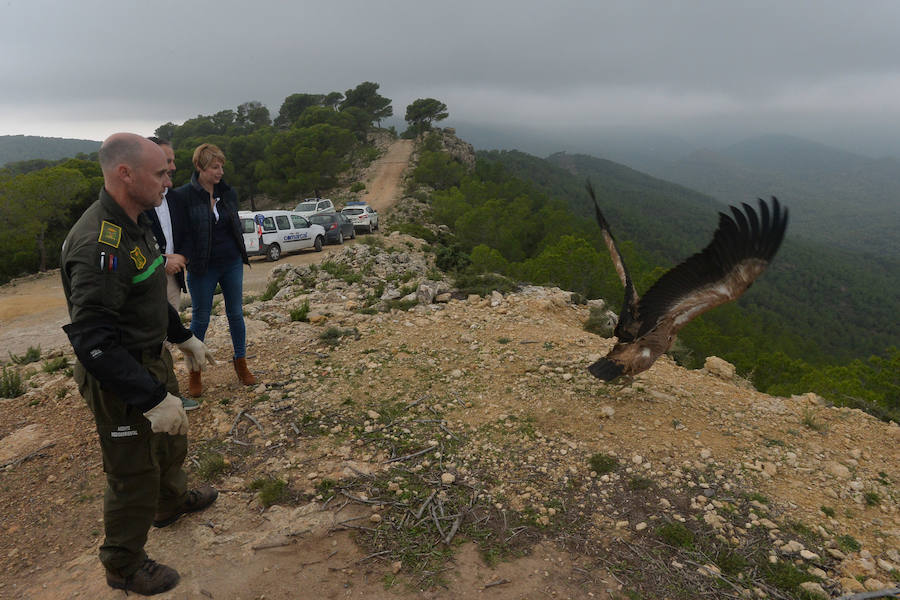 El Centro de Recuperación de Fauna Silvestre libera un buitre negro, una especie poco común de la que solo se han documentado dos ingresos en la última década, y otro ejemplar de buitre leonado