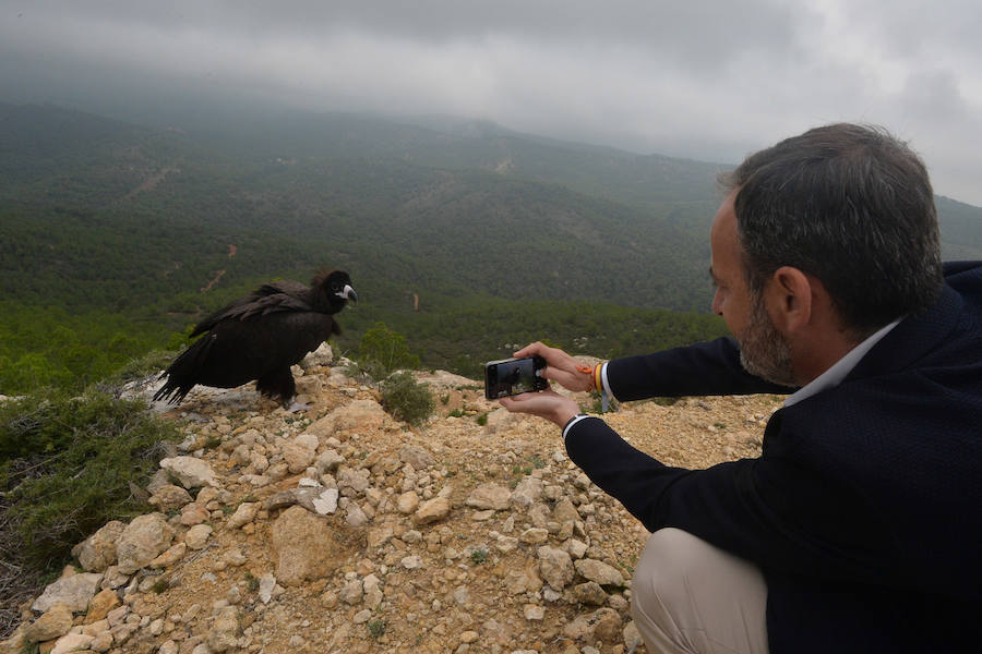 El Centro de Recuperación de Fauna Silvestre libera un buitre negro, una especie poco común de la que solo se han documentado dos ingresos en la última década, y otro ejemplar de buitre leonado