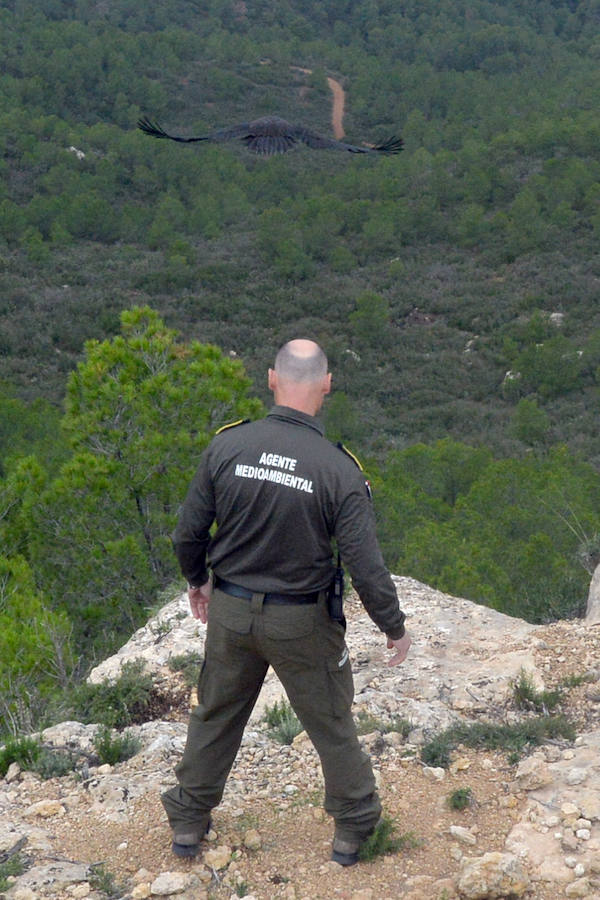 El Centro de Recuperación de Fauna Silvestre libera un buitre negro, una especie poco común de la que solo se han documentado dos ingresos en la última década, y otro ejemplar de buitre leonado