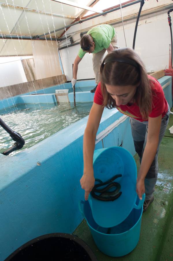 Representantes de los pescadores y técnicos de ANSE y WWF han liberado medio centenar de anguilas en el Mar Menor para su estudio desde el catamarán solar y el velero Else.