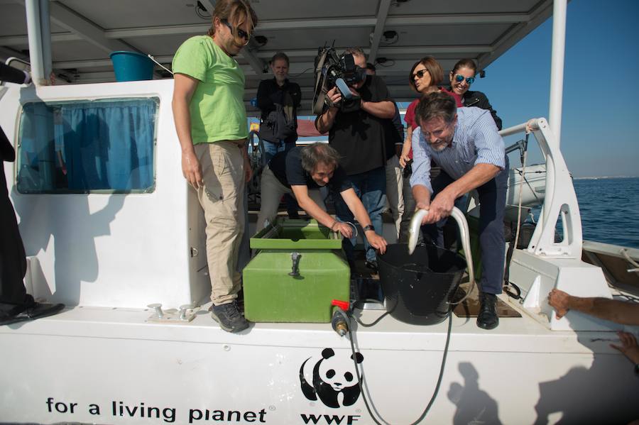 Representantes de los pescadores y técnicos de ANSE y WWF han liberado medio centenar de anguilas en el Mar Menor para su estudio desde el catamarán solar y el velero Else.