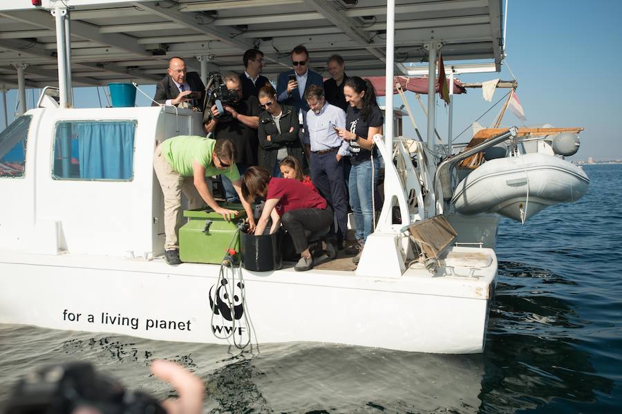 Representantes de los pescadores y técnicos de ANSE y WWF han liberado medio centenar de anguilas en el Mar Menor para su estudio desde el catamarán solar y el velero Else.