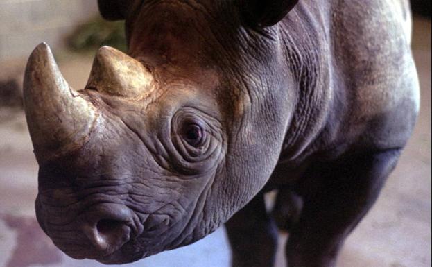 China pone fin a la prohibición del uso de hueso de tigre y cuerno de rinoceronte