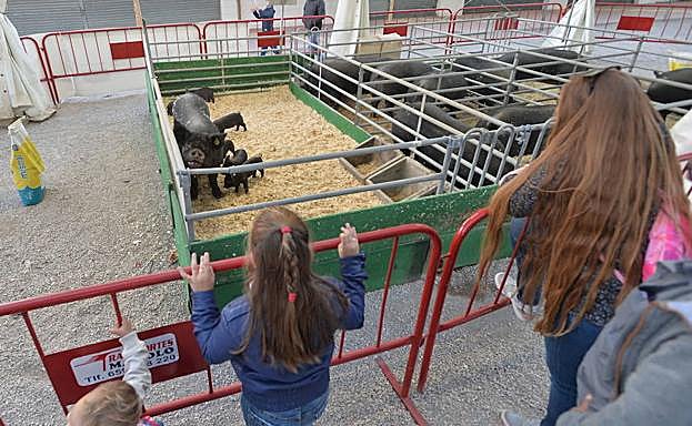 Una camada de cerdos, en la anterior edición de la feria ganadera, industrial y agroalimentaria Sepor.