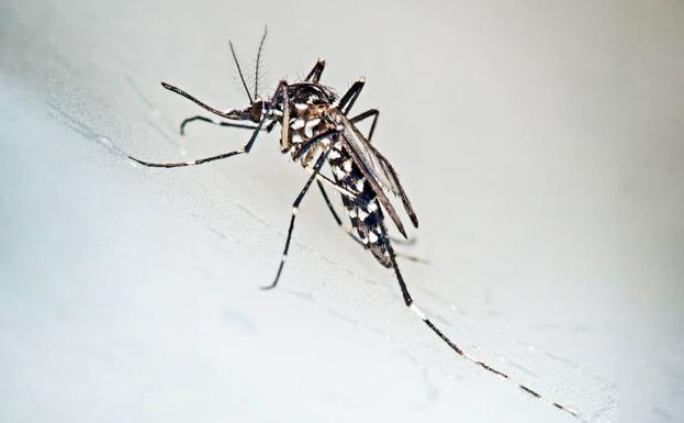 Ejemplar de mosquito tigre, factor de transmisión del dengue.