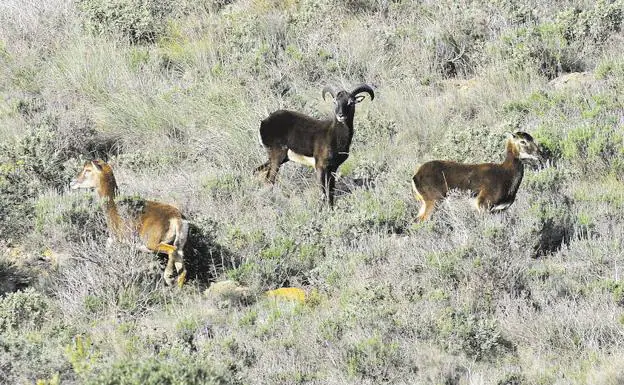 Tres muflones en la Sierra de la Muela.