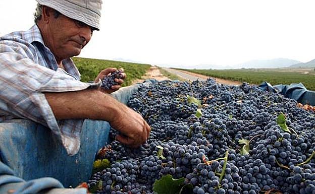 Un viticultor de Jumilla en una imagen de archivo. 