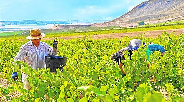 Varias personas recogen la uva en uno de los campos de vid de la Denominación de Origen Jumilla. 