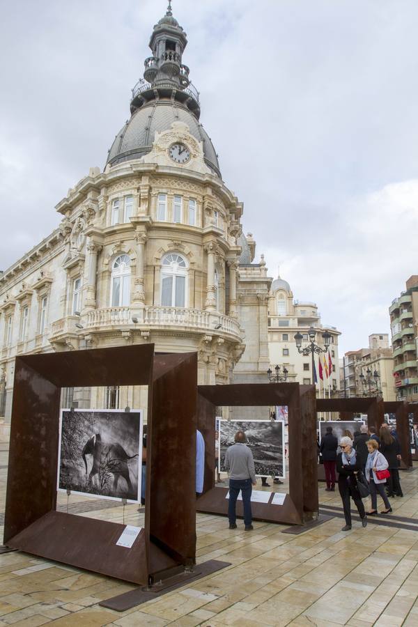 'Génesis. Arte en la calle' es el título de la exposición del fotógrafo brasileño Sebastião Salgado que, hasta el 9 de diciembre, podrá visitarse en la Plaza Héroes de Cavite de Cartagena