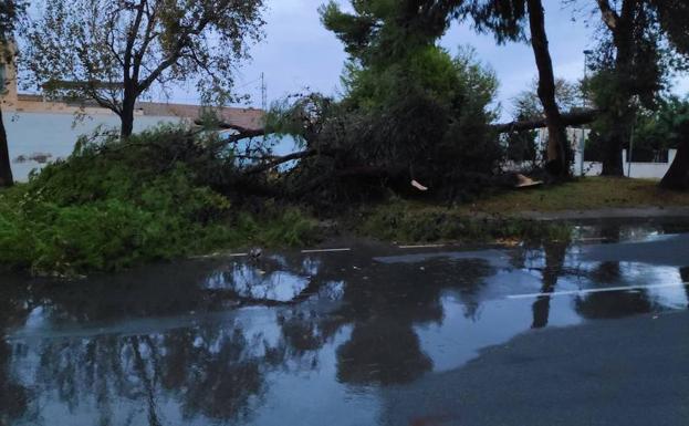 Imagen principal - Desperfectos ocasionados en San Javier: 1. Árbol arrancado. 2. Tela asfática desprendida. 3. Coche dañado por una farola derribada.