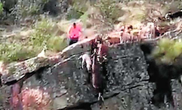 El ciervo y varios perros caen por el barranco. 
