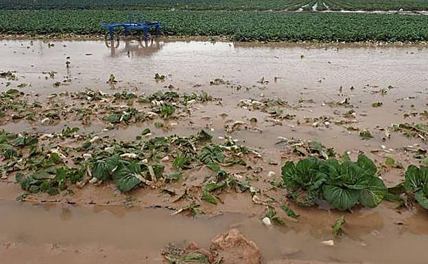 Cultivos anegados por el agua en el Campo de Cartagena.