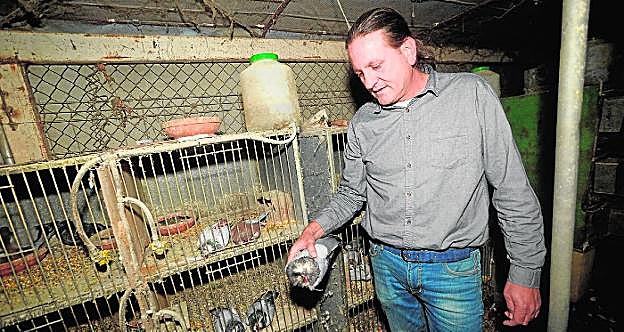 Francisco, ayer, mostrando un pichón decapitado en la caseta donde los criaba en Los Ramos. 