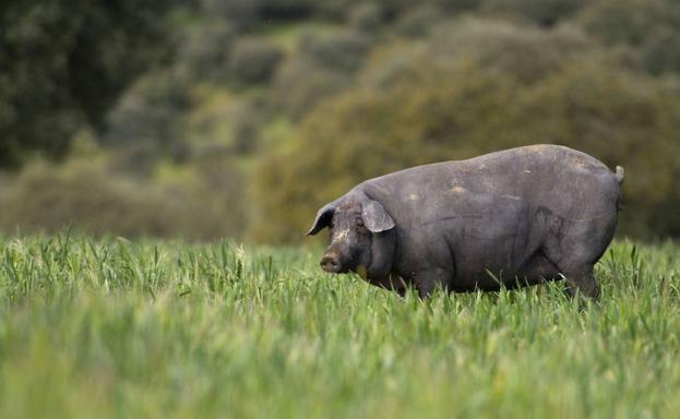 Cerdo de raza ibérica.