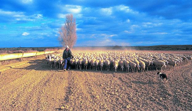 Un pastor aragonés apacienta su rebaño de ovejas. 