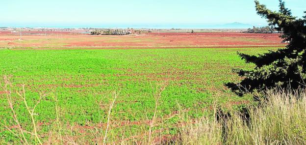 Terrenos en los que Hansa Urbana proyectó la urbanización Novo Cartago, al borde del Mar Menor, que actualmente sirven para el cultivo. 