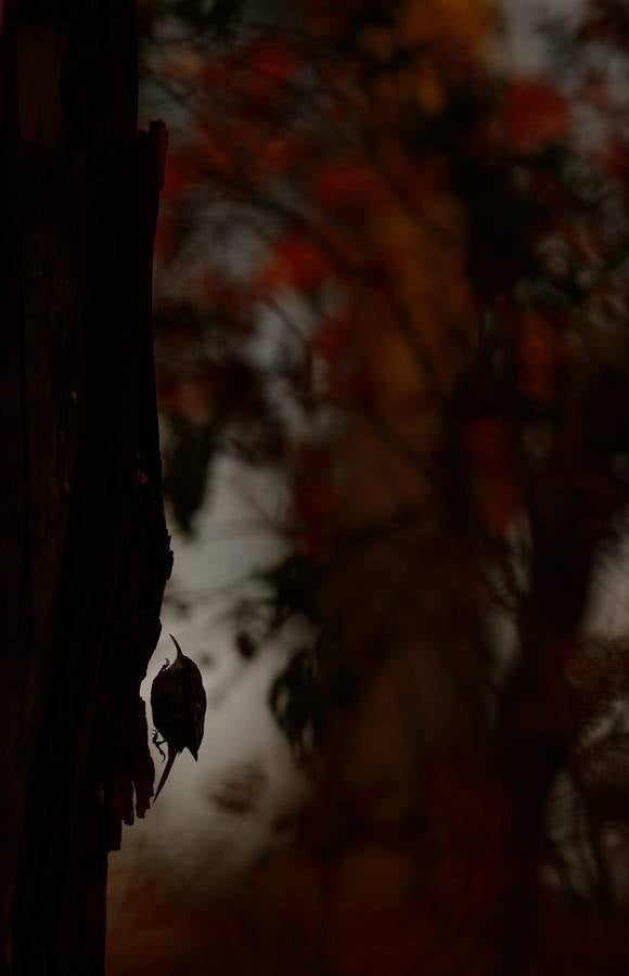 Espectaculares rapaces, aves acuáticas y pequeños pájaros forestales ofrecen su mejor cara en el palmarés del concurso internacional de fotografía de SEO/BirdLife