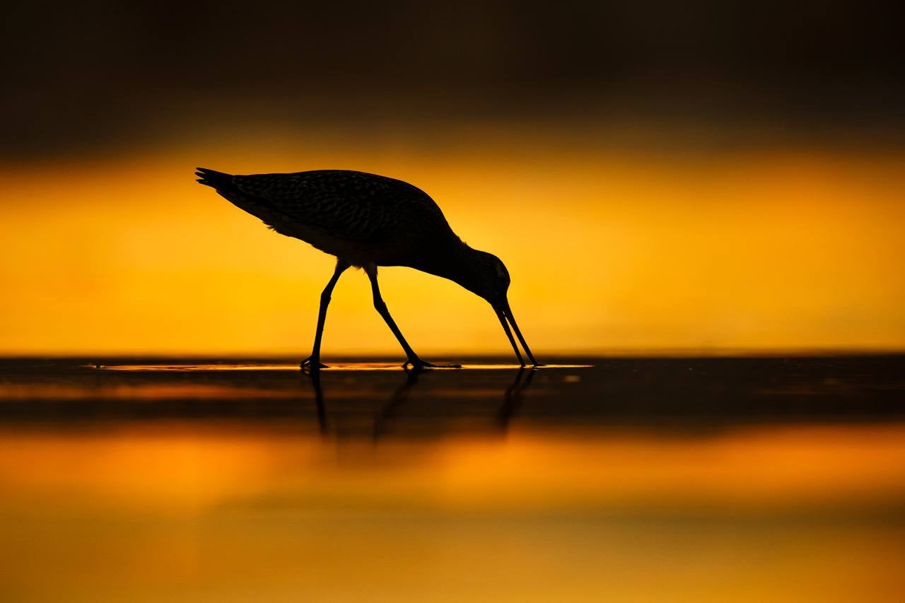 Espectaculares rapaces, aves acuáticas y pequeños pájaros forestales ofrecen su mejor cara en el palmarés del concurso internacional de fotografía de SEO/BirdLife