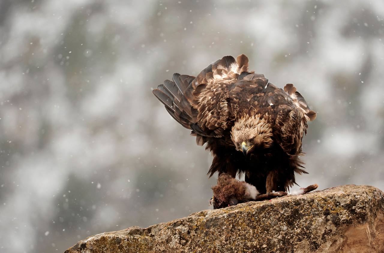 Espectaculares rapaces, aves acuáticas y pequeños pájaros forestales ofrecen su mejor cara en el palmarés del concurso internacional de fotografía de SEO/BirdLife