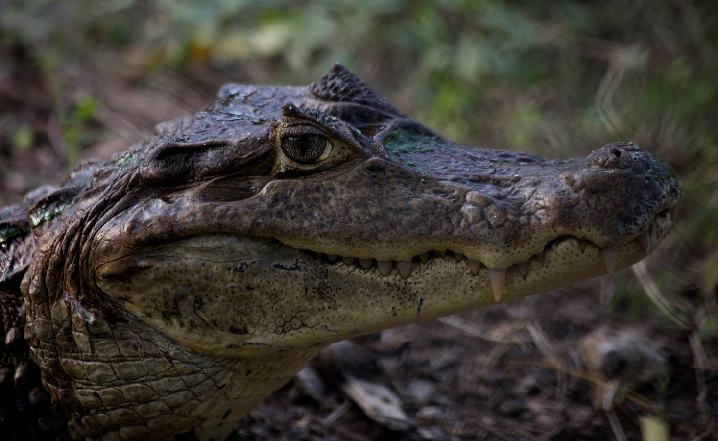 El Vivarium del Caribe, ubicado a 15 minutos al norte de Cartagena de Indias, desarrolla un programa de repoblamiento interno de reptiles que pretende extender a las zonas ribereñas del río Magdalena donde estos animales están desapareciendo. EFE