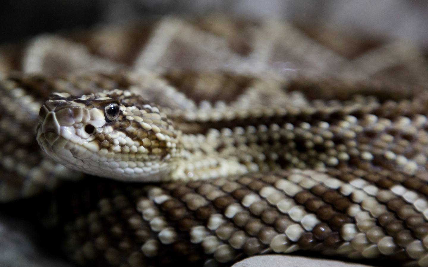 El Vivarium del Caribe, ubicado a 15 minutos al norte de Cartagena de Indias, desarrolla un programa de repoblamiento interno de reptiles que pretende extender a las zonas ribereñas del río Magdalena donde estos animales están desapareciendo. EFE
