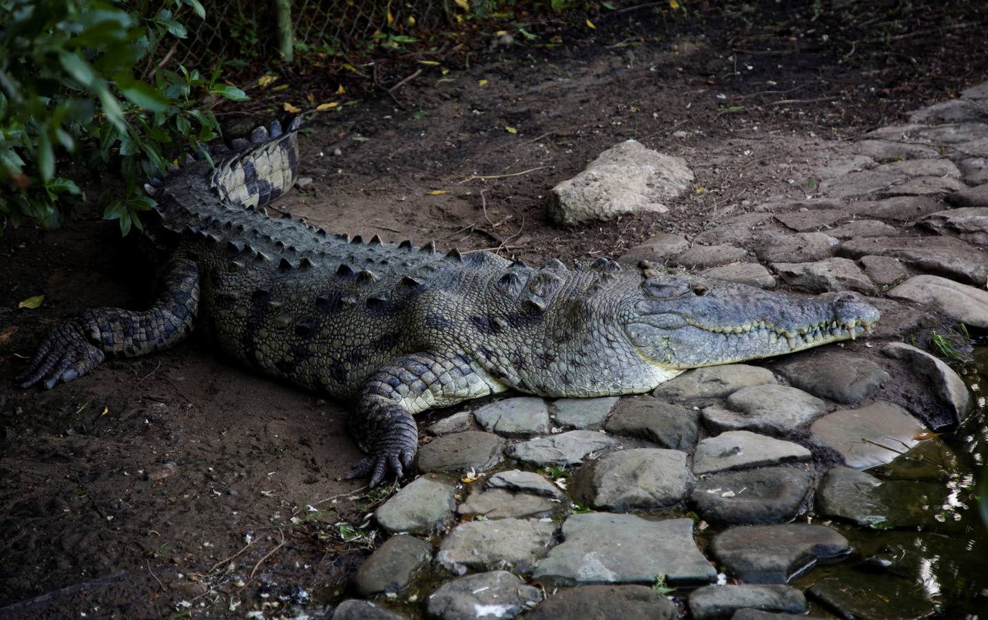 El Vivarium del Caribe, ubicado a 15 minutos al norte de Cartagena de Indias, desarrolla un programa de repoblamiento interno de reptiles que pretende extender a las zonas ribereñas del río Magdalena donde estos animales están desapareciendo. EFE