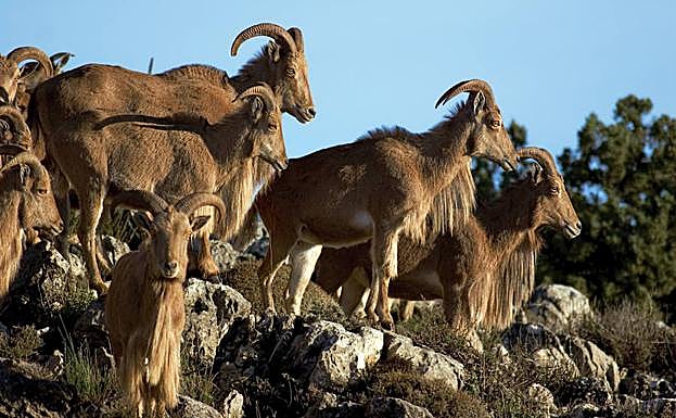 Rebaño de arruís en Sierra Espuña.