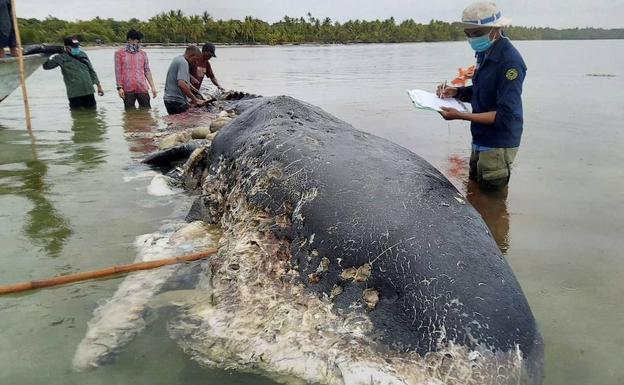 El cachalote encontrado en Indonesia con 115 vasos de plástico, 25 bolsas, chancletas y tiras de toldo en el estómago.