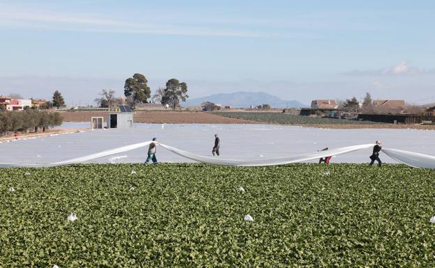 Varias personas ponen mantas a los cultivos del campo de Lorca.