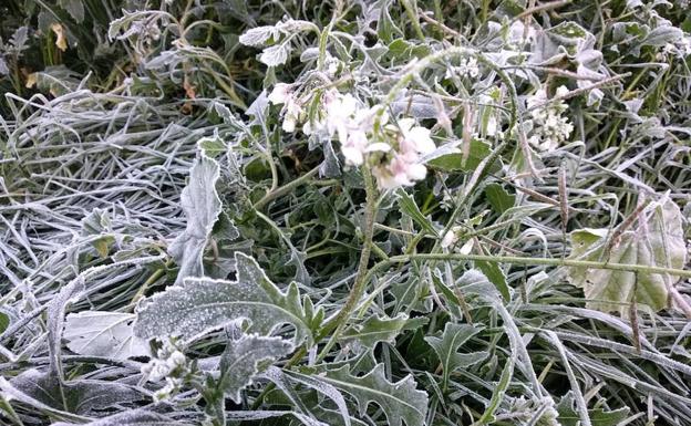 Muchas plantas y vegetación amanecieron congeladas este viernes.