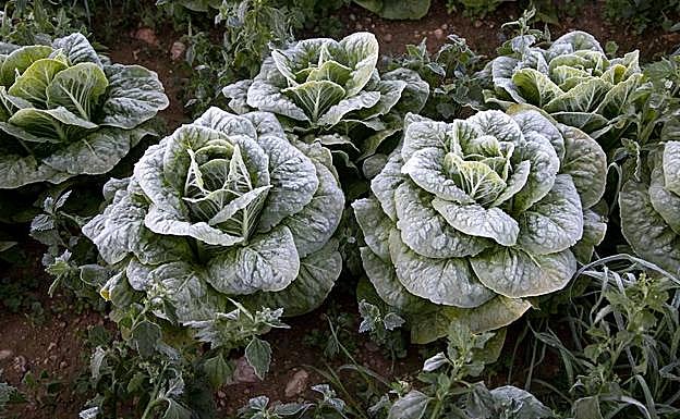 Cultivos helados en el campo de Cartagena.