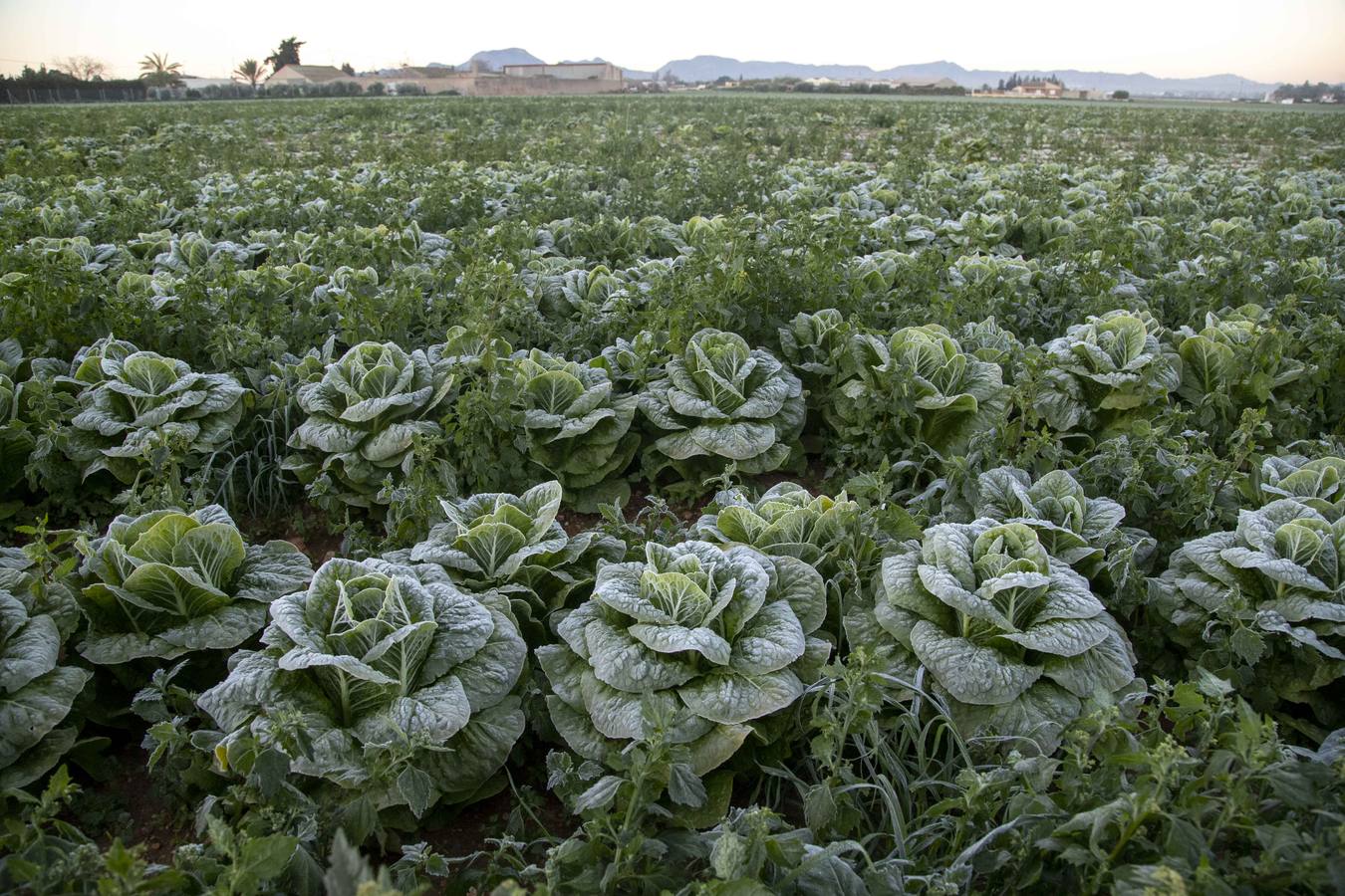 La Aemet mantiene la alerta amarilla para hoy en el Noroeste y el Altiplano, donde las temperaturas gélidas no provocaron pérdidas