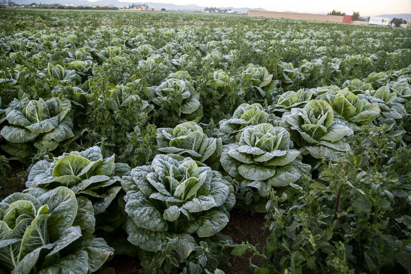La Aemet mantiene la alerta amarilla para hoy en el Noroeste y el Altiplano, donde las temperaturas gélidas no provocaron pérdidas