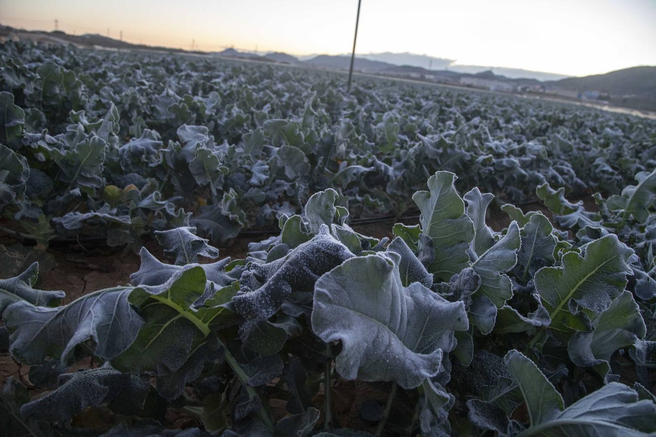 La Aemet mantiene la alerta amarilla para hoy en el Noroeste y el Altiplano, donde las temperaturas gélidas no provocaron pérdidas