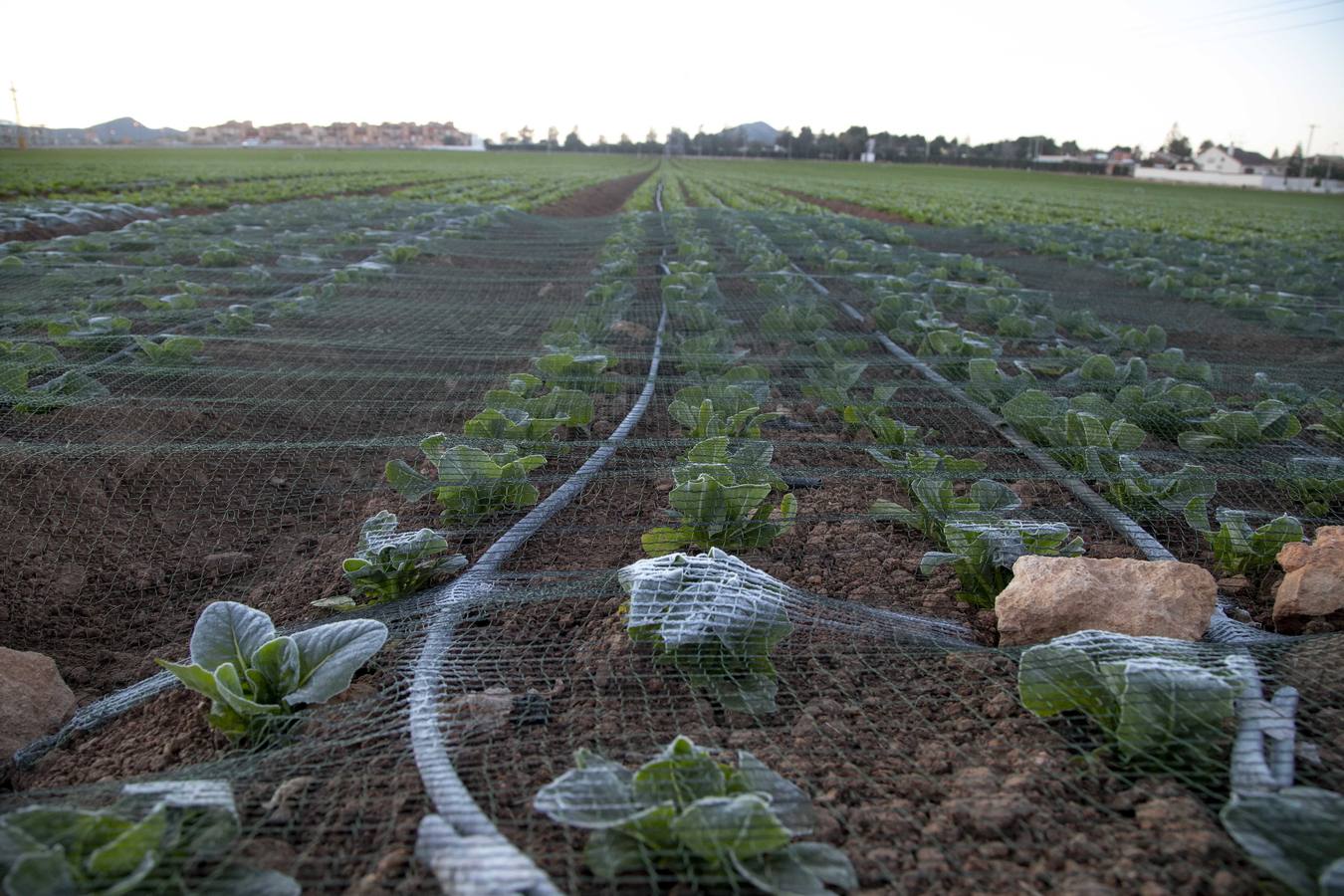 La Aemet mantiene la alerta amarilla para hoy en el Noroeste y el Altiplano, donde las temperaturas gélidas no provocaron pérdidas
