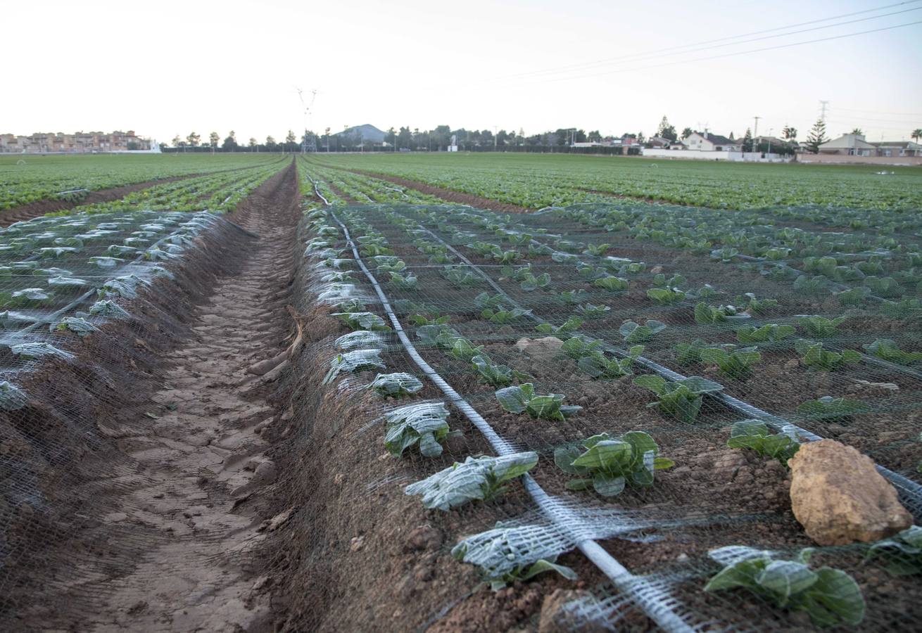 La Aemet mantiene la alerta amarilla para hoy en el Noroeste y el Altiplano, donde las temperaturas gélidas no provocaron pérdidas