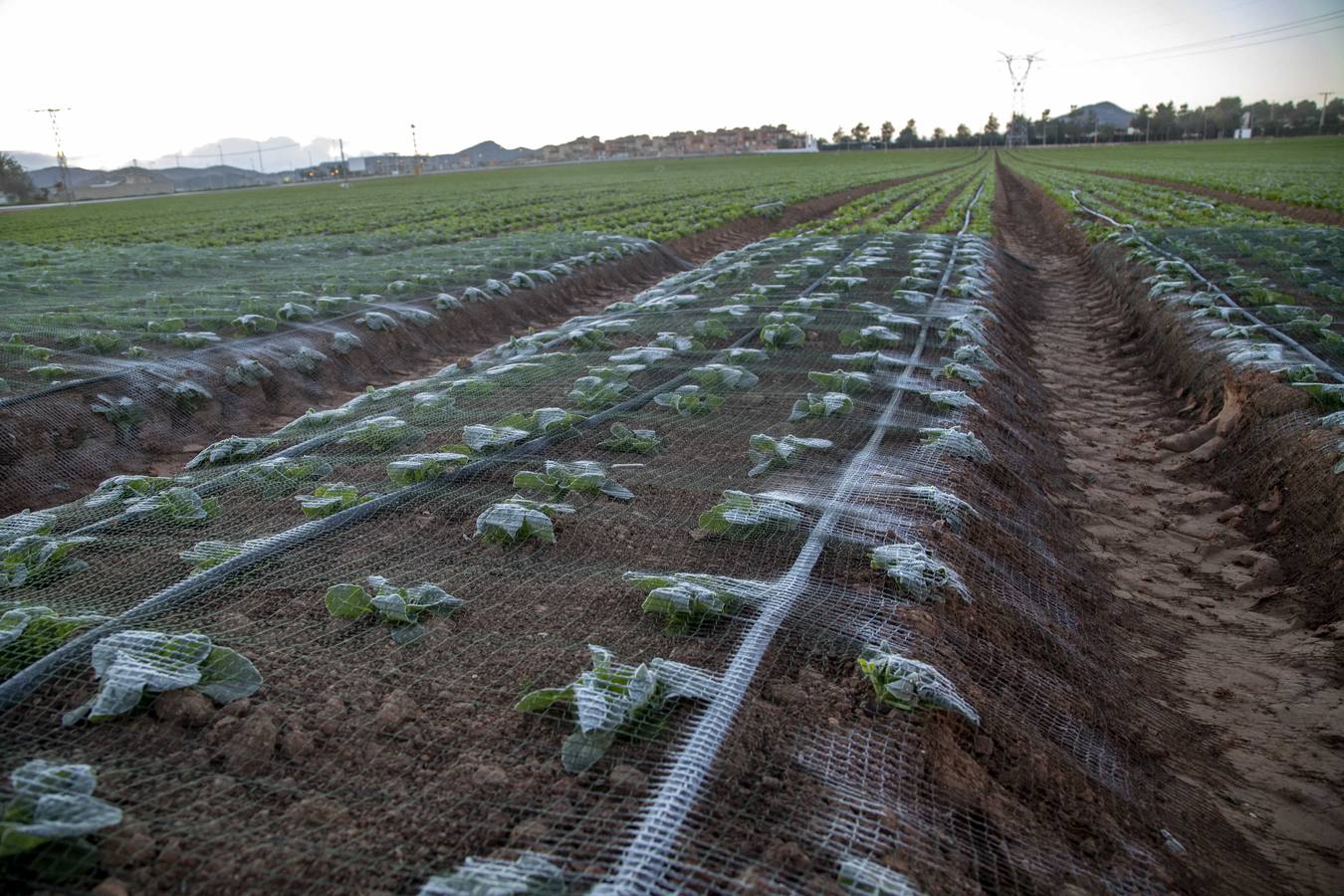 La Aemet mantiene la alerta amarilla para hoy en el Noroeste y el Altiplano, donde las temperaturas gélidas no provocaron pérdidas