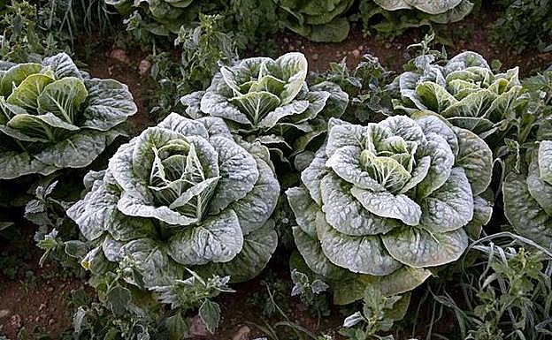 Cultivos helados en el campo de Cartagena. 