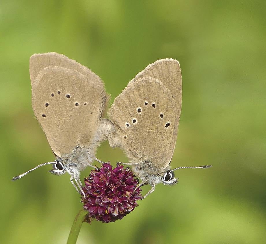 ‘Phengaris nausithous’. Su nombre común es hormiguera oscura, pues vive la mayor parte de su fase de oruga en nidos de algunas especies de hormigas. Es una de las dos únicas mariposas incluidas en el ‘Catálogo Español de Especies Amenazadas’. Pone los huevos en plantas de pimpinela mayor (’Sanguisorba officinalis’). 