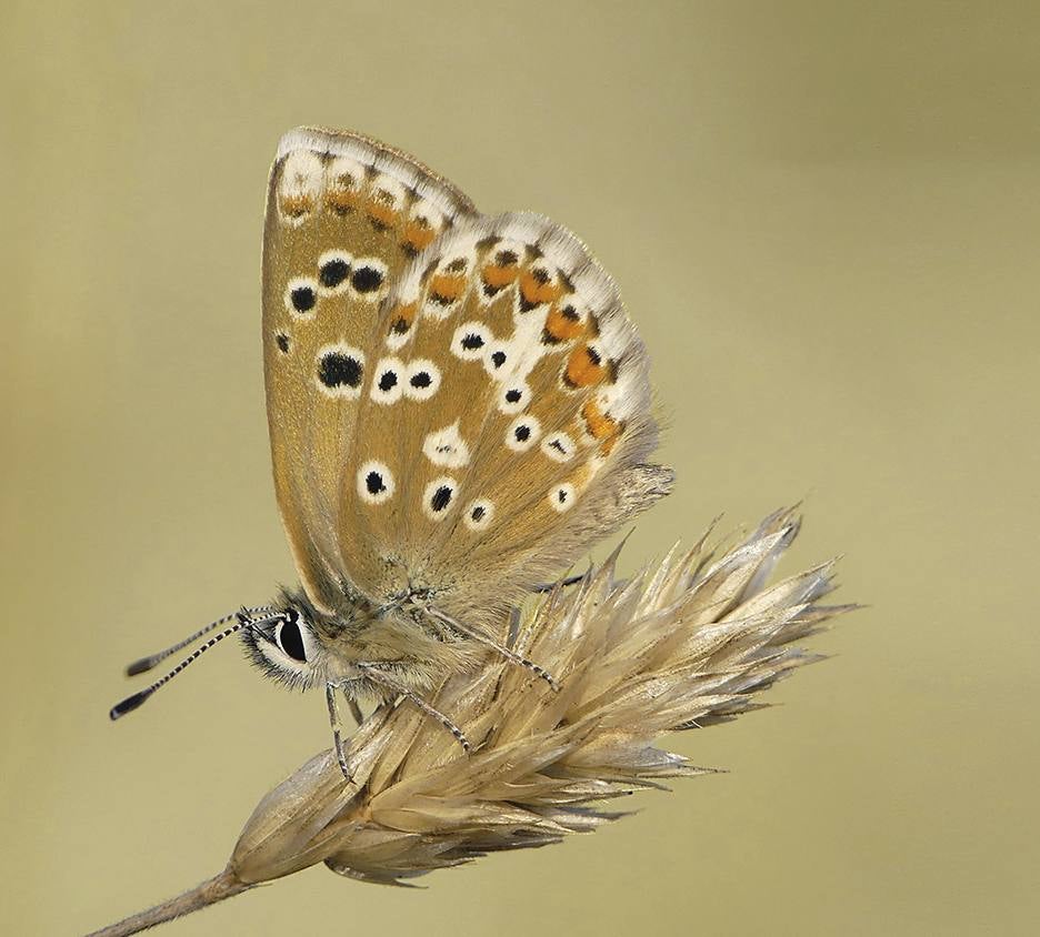 ‘Aricia morronensis’. Conocida como morena española, su nombre científico procede del Morrón de Espuña, donde se describió la especie. Su oruga se alimenta de plantas del género ‘Erodium’, que solo crecen en terrenos rocosos y muy escarpados. Es un endemismo ibérico.