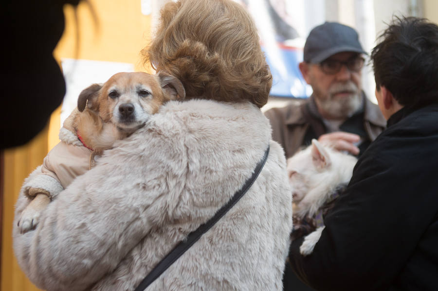 La ermita de San Antón acogió a un centenar de murcianos que llevaron a sus mascotas para que fueran regadas con agua bendita por el padre Jorge Rodríguez