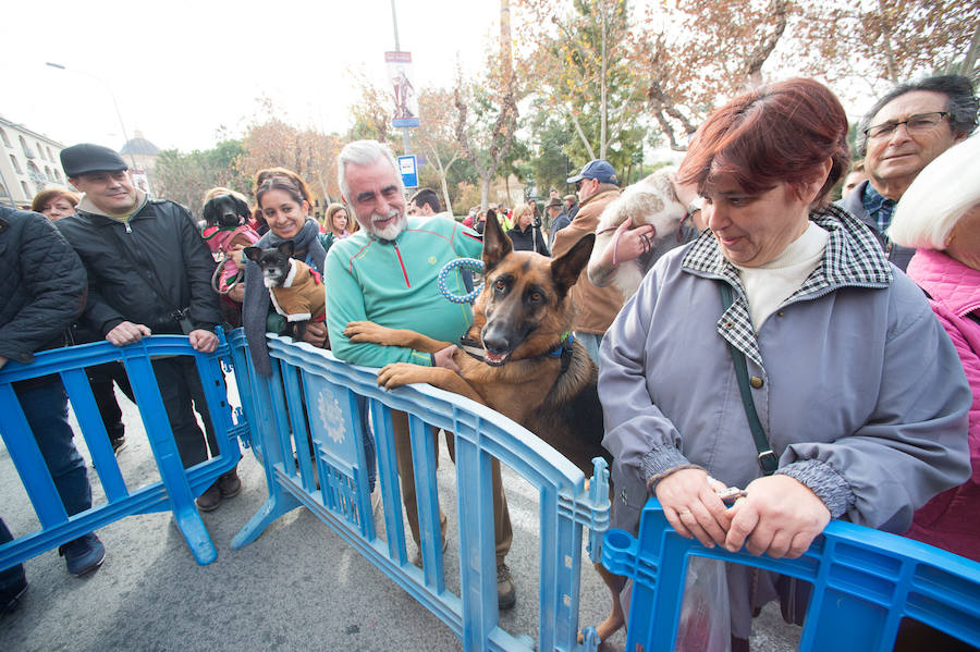 La ermita de San Antón acogió a un centenar de murcianos que llevaron a sus mascotas para que fueran regadas con agua bendita por el padre Jorge Rodríguez