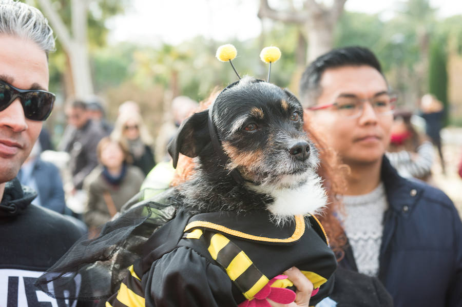 La ermita de San Antón acogió a un centenar de murcianos que llevaron a sus mascotas para que fueran regadas con agua bendita por el padre Jorge Rodríguez