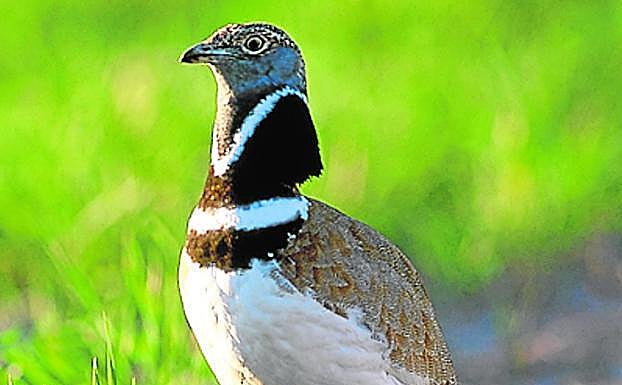 Macho de sisón común. 