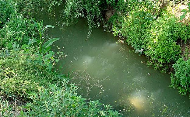 Tramo desentubado y con vegetación. 