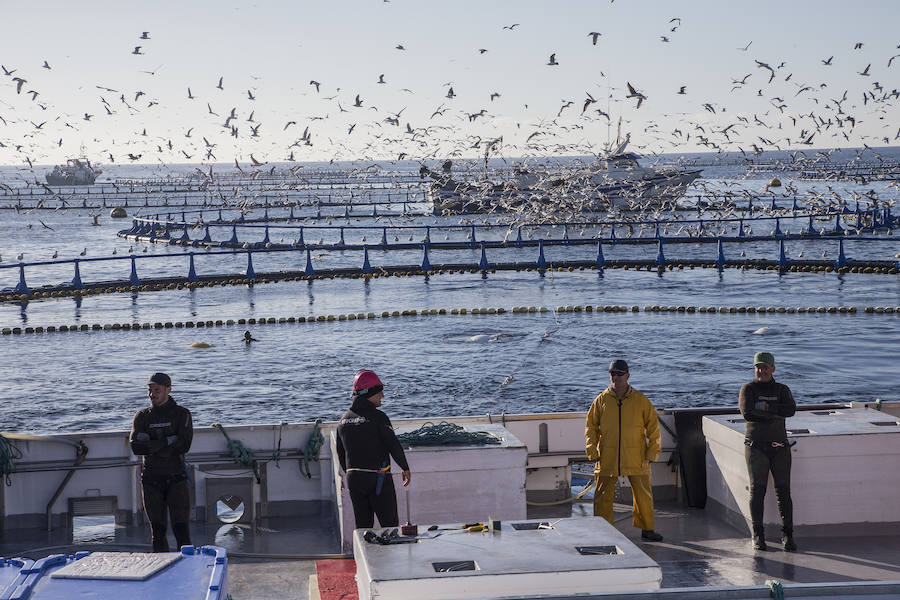 Japón 'pesca' por toneladas el atún que cría en aguas de la Región de Murcia